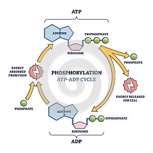 Phosphorylation ATP, ADP cycle with detailed process stages outline diagram