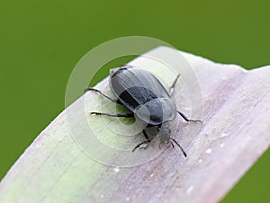 Phosphuga atrata carrion beetle on leaf