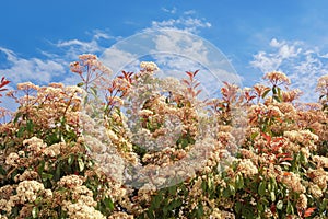 Photinia bush with white flowers