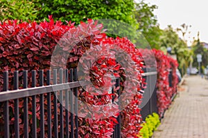 Photinia bushes with red leaves next to a metal fence on the city street