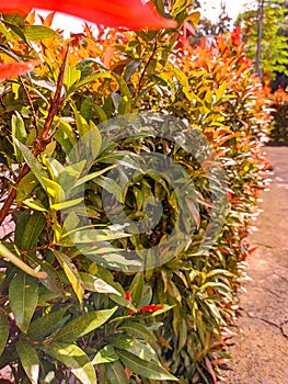 Photinia Red Robin hedge close up