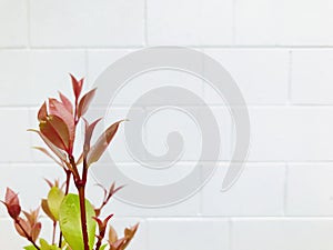 Photinia with white brick wall background. close up.