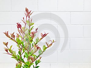 Photinia with white brick wall background.. copy space.