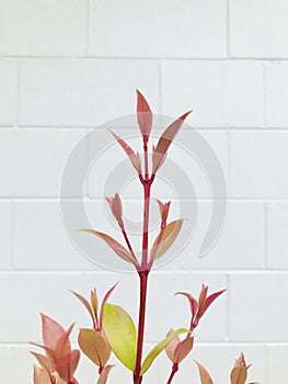 Photinia with white brick wall background. select focus.