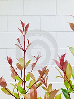 Photinia with white brick wall background. Vertical.