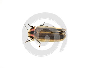 Photinus pyralis common eastern striped firefly