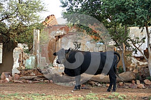 Photo of an Aberdeen Angus cow in front of an old demolished farmhouse. Ventersdorp-area, Northwest, South Africa.