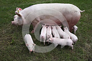 Photo from above a sow and her newborn piglets