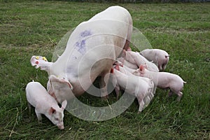 Photo from above a sow and her newborn piglets