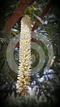 Photo of acacia flower India gujrat