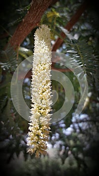 Photo of acacia flower India gujrat photo