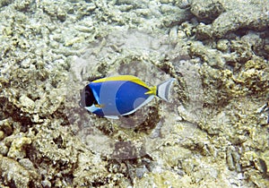 A photo of acanthurus leucosternon fish