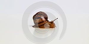 Photo of Achatina with cornicle on white background.