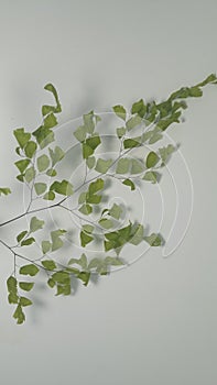 photo of Adiantum capillus-veneris tanaman plant photo