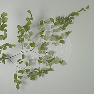 photo close-up of Adiantum capillus-veneris tanaman plant photo