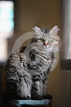 Photo of adorable main coon cat sitting on table over orderly living room as background.