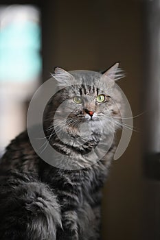 Photo of adorable main coon cat sitting on table over orderly living room as background.