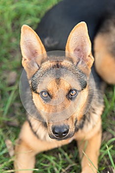 Photo of an adrable German Shepherd dog