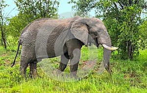 Photo of an adult African elephant in a South African nature reserve