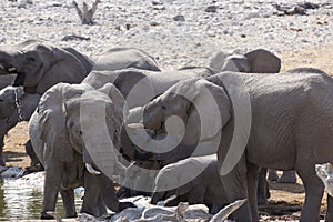 Photo of african elephants herd