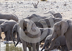 Photo of african elephants herd