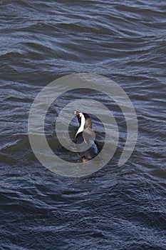 Photo of African penguin