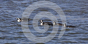 Photo of African penguins