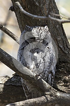 Photo of African scops owl