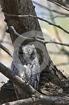 Photo of African scops owl