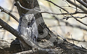 Photo of African scops owl