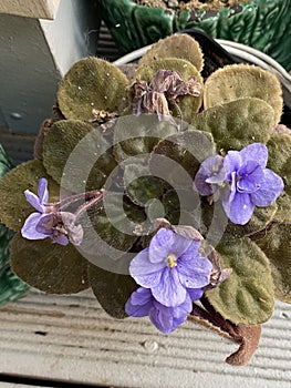 Photo of African violet or Saintpaulia flower photo