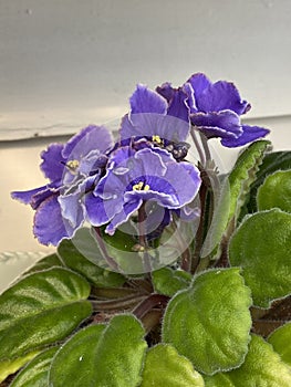 Photo of African violet or Saintpaulia flower photo