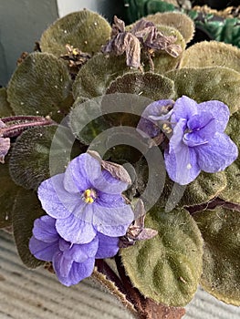 Photo of African violet or Saintpaulia flower photo