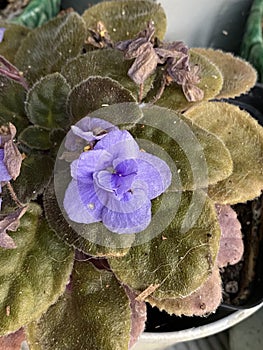 Photo of African violet or Saintpaulia flower photo