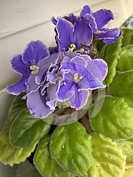 Photo of African violet or Saintpaulia flower photo