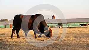 Photo of a Afrikaner bull gracing winter grass, Northwest, South Africa.