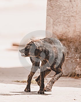 De ofensivo negro cubano el perro 