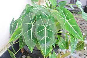 Photo Alocasia micholitziana Plant