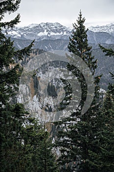 A photo of the Alps taken from above, with tall pine trees in front and mountains with snow on top behind