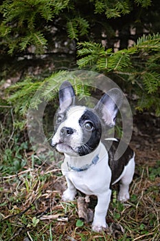 Photo of amazing jung boy french buldog.