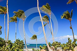 Amazing view of Caribbean beach with white sand and beautiful exotic palm trees, Dominican Republic, Caribbean Islands