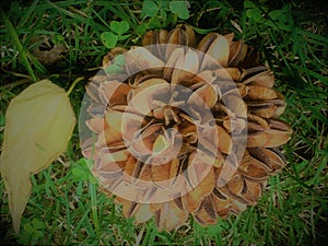 Photo of an Amazonian seed. photo