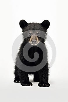 A photo of an american black bear cub with white background, wild animal photo