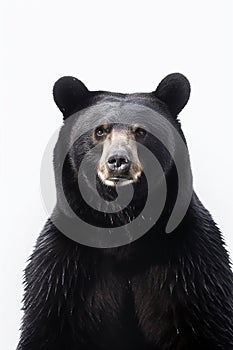 A photo of an american black bear with white background, wild animal photo