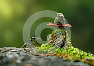 Photo of an ant carrying on its back a hat made of stone and moss