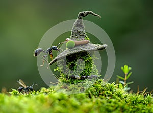 Photo of an ant carrying on its back a hat made of stone and moss