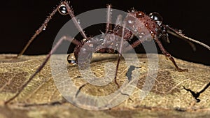 Ant Pheidole with water drops close up