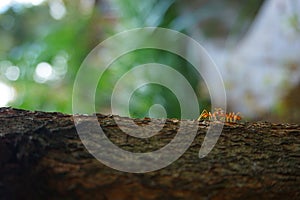 A photo of ant walk in the wood
