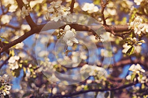 Photo of apple blossom. Spring, sunshine, happiness