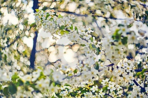 Photo of apple blossom. Spring, sunshine, happiness